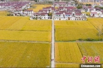航拍江苏省淮安市农村，水稻与民居交错，形成了一幅“金色家园”美丽画卷。　泱波 摄 - 江苏新闻网