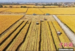 南京江宁湖熟街道种植7000亩优质稻米的省级现代农业产业园区内，工作人员驾驶着收割车穿梭在金黄的稻田里收割。　泱波 摄 - 江苏新闻网