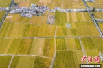 航拍江苏省淮安市农村，水稻与民居交错，形成了一幅“金色家园”美丽画卷。　泱波 摄 - 江苏新闻网
