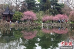 眼下正值南京莫愁湖公园海棠花盛开，吸引民众前来感受“诗情画意”。　泱波 摄 - 江苏新闻网