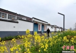 油菜花包围的白墙黛瓦新村落。　朱志庚 摄 - 江苏新闻网