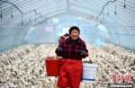沙庄村香菇生产示范基地喜获丰收。　朱志庚 摄 - 江苏新闻网