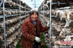 谈起如今的幸福生活，正在采摘香菇的宋阿姨眼睛笑成一条缝。　朱志庚 摄 - 江苏新闻网