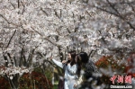 校园内，满树的樱花如云似霞，吸引众多学生拍照打卡。　泱波 摄 - 江苏新闻网