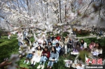樱花树下，一堂别样的“春日课堂”正在进行，同学们在落英缤纷中，共晓樱花药用。　泱波 摄 - 江苏新闻网