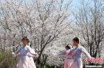 中国药科大学药学院的学生身着古装，在古调悠扬中，与飘落的樱花共舞。　泱波 摄 - 江苏新闻网