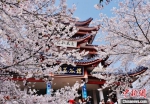 无锡的樱花之美已声名远播。　孙权　摄 - 江苏新闻网