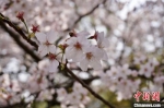 在无锡，公园里、道路上、校园内、乡村里，处处可见樱花。　孙权 摄 - 江苏新闻网