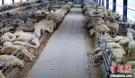 汉羊牧业现代化种养示范园目前年产湖羊种羊15000只。　华山镇政府供图 - 江苏新闻网