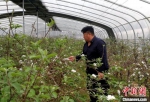 乡村振兴技艺师戴维哲忙碌在盆栽苹果示范园。　朱志庚 摄 - 江苏新闻网