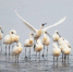 黄海湿地世界自然遗产核心区东台条子泥上的黑脸琵鹭。　单中华　摄 - 江苏新闻网