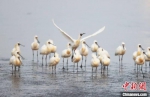 黄海湿地世界自然遗产核心区东台条子泥上的黑脸琵鹭。　单中华　摄 - 江苏新闻网