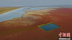 黄海湿地世界自然遗产核心区东台条子泥生态美景。　单中华 摄 - 江苏新闻网