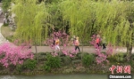 “三步一桃，五步一柳”是瘦西湖春景的极致。　张衡 摄 - 江苏新闻网