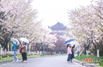 游客在大洋湾观赏樱花。大洋湾景区供图 - 江苏新闻网