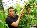 80后返乡能人盛思坤创办特色果蔬种植家庭农场。　朱志庚 摄 - 江苏新闻网