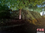 中新网记者在前往盛泽镇的途中看到，树木发生了倒伏。　钟升 摄 - 江苏新闻网