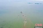 约2.8亿只大闸蟹苗集中放流洪泽湖。　万震 摄 - 江苏新闻网