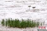 现身在条子泥的各种鸟类。　泱波 摄 - 江苏新闻网