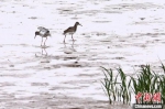 现身在条子泥的各种鸟类。　泱波 摄 - 江苏新闻网