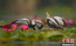 南京六合池杉湖湿地公园内千亩荷花竞相绽放。　张习武 摄 - 江苏新闻网