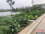 社区村民家前屋后都规划了小菜园。　刘林 摄 - 江苏新闻网