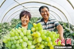 陈集镇王庄村的葡萄产业规模不断扩大。　陈轩　摄 - 江苏新闻网