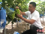 王继成书记正在自家的葡萄园内忙碌。　刘林 摄 - 江苏新闻网