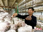 李加祥最近培育成功的猴脑菌，是他多年的培育菌种工作中最值得骄傲的作品。　朱志庚　摄 - 江苏新闻网