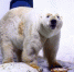 南京海底世界北极熊仔仔高大威猛。　泱波　摄 - 江苏新闻网