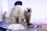 南京海底世界北极熊仔仔高大威猛。　泱波　摄 - 江苏新闻网