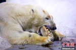 北极熊仔仔在吃冰冻西瓜。　泱波 摄 - 江苏新闻网