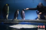饲养员给企鹅喂食。　泱波 摄 - 江苏新闻网