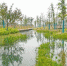 江边的常州污水处理厂人工湿地。　王锦萍　摄 - 江苏新闻网