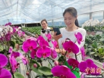 2020年，沭阳的花木产业销售额达220亿元。　倪亚琼 摄 - 江苏新闻网