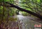 占地30亩地的大余小学俨然一个原始森林公园。　朱志庚 摄 - 江苏新闻网