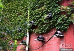 教学楼墙体上挂着成排的陶罐，这是师生们为鸟儿做的家。　朱志庚 摄 - 江苏新闻网