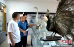 访者参观大余小学动物标本陈列馆。　朱志庚 摄 - 江苏新闻网