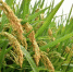 大沙河畔首次种植的新型水稻颗粒饱满，弯弯的稻穗预示着大丰收。　朱志庚　摄 - 江苏新闻网