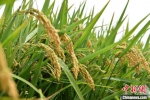 大沙河畔首次种植的新型水稻颗粒饱满，弯弯的稻穗预示着大丰收。　朱志庚　摄 - 江苏新闻网