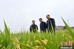 江苏农科院的农业专家在华山镇小史楼村复垦地块查看水稻长势。　朱志庚 摄 - 江苏新闻网