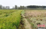 大沙河东岸张庄村，首次种植的水稻田与还未开发的荒地形成鲜明对比。　朱志庚 摄 - 江苏新闻网