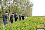 农科院农业专家在王屯村水稻地块考察。　朱志庚 摄 - 江苏新闻网