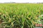 华山镇王屯村在亚夫工作站专家指导下首次种植的30多亩水稻长势良好，预计10月20日就可以收割。　朱志庚 摄 - 江苏新闻网