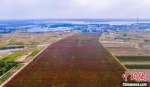 近年来，红高粱种植‘异军突起’，泗洪县种植面积不断扩大。　张连华 摄 - 江苏新闻网