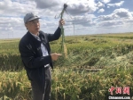 “废弃盐田吨粮稻实验田”项目负责人茆训东在现场讲述盐碱地水稻种植。　于从文　摄 - 江苏新闻网