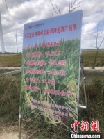 废弃盐田吨粮稻理论测产结果牌。　于从文 摄 - 江苏新闻网