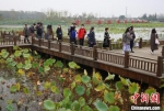 图为海内外媒体走进扬州沿湖村。　泱波 摄 - 江苏新闻网