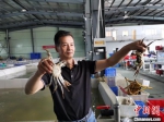 蟹农展示刚刚捕捞到的阳澄湖大闸蟹。　钟升　摄 - 江苏新闻网