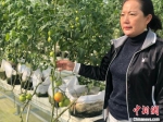 潘晓燕介绍，玻璃温室内种植的蔬菜可以从9月份一直采摘到明年五六月份。　刘林 摄 - 江苏新闻网